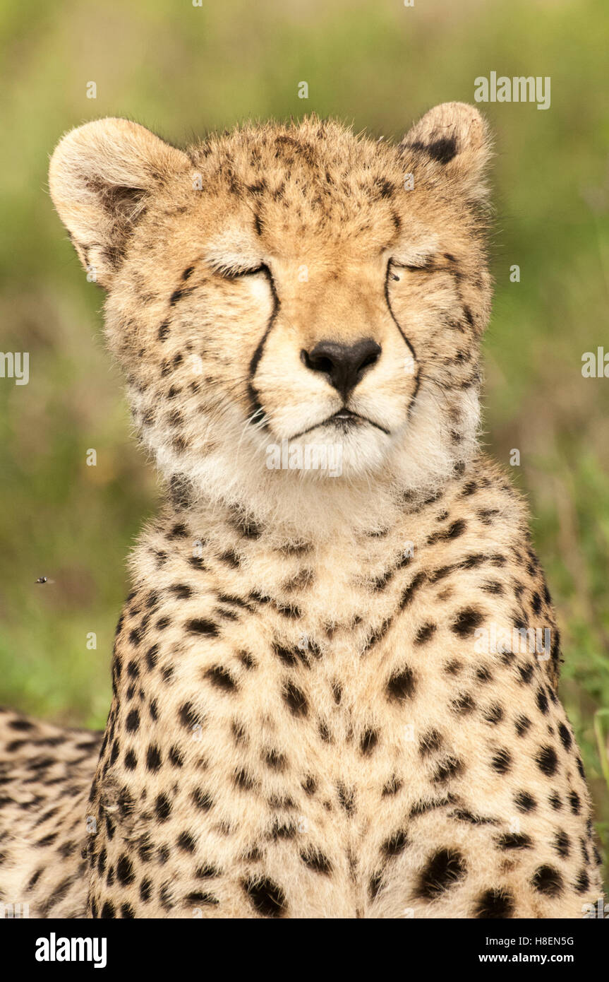 Porträt eines jungen Geparden schläfrig (Acinonyx Jubatus), Ndutu, Ngorongoro Conservation Area, Tansania Stockfoto