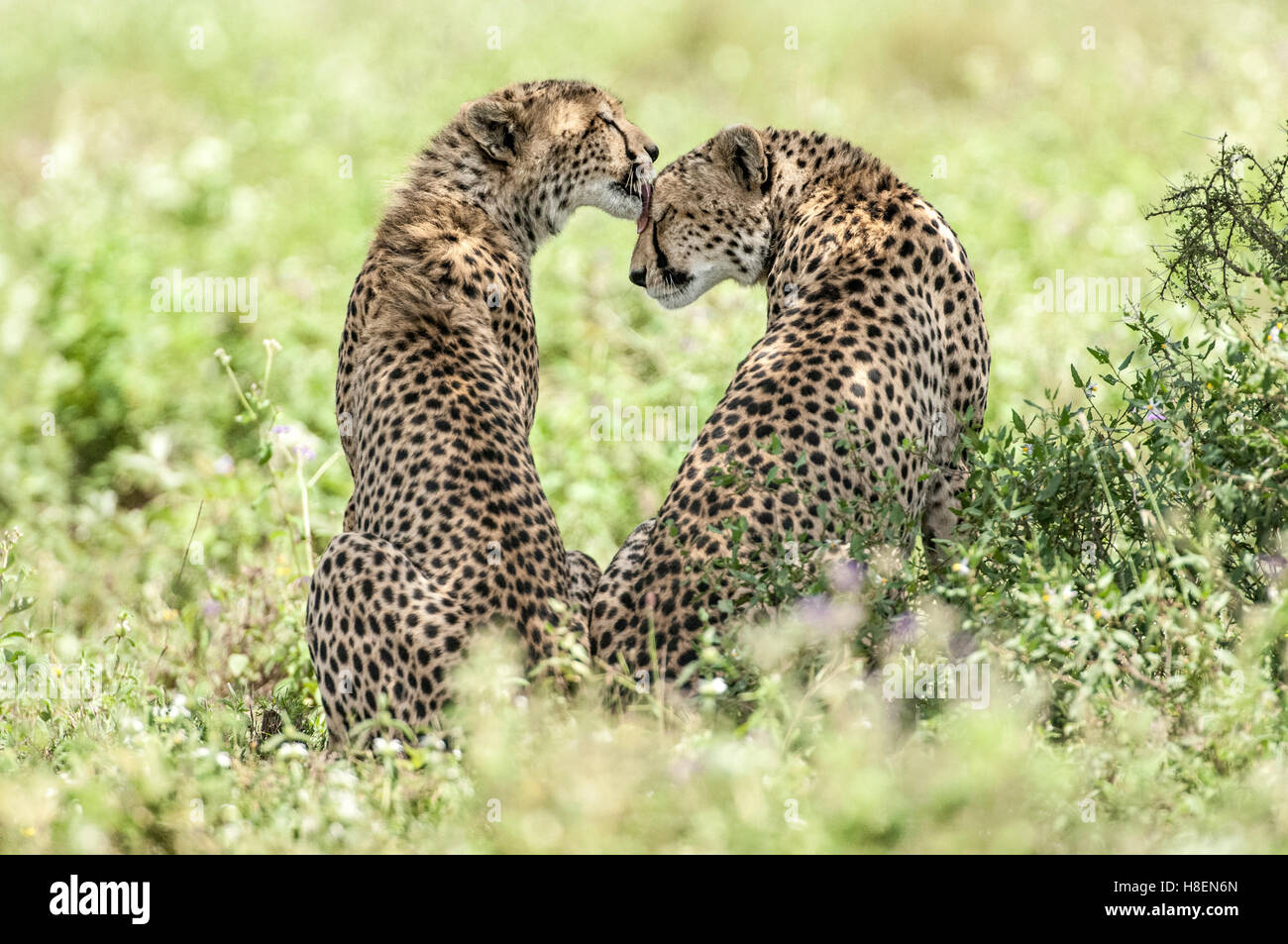 Gepard (Acinonyx Jubatus) leckt ein weiteres Gepard, Ndutu, Ngorongoro Conservation Area, Tansania Stockfoto