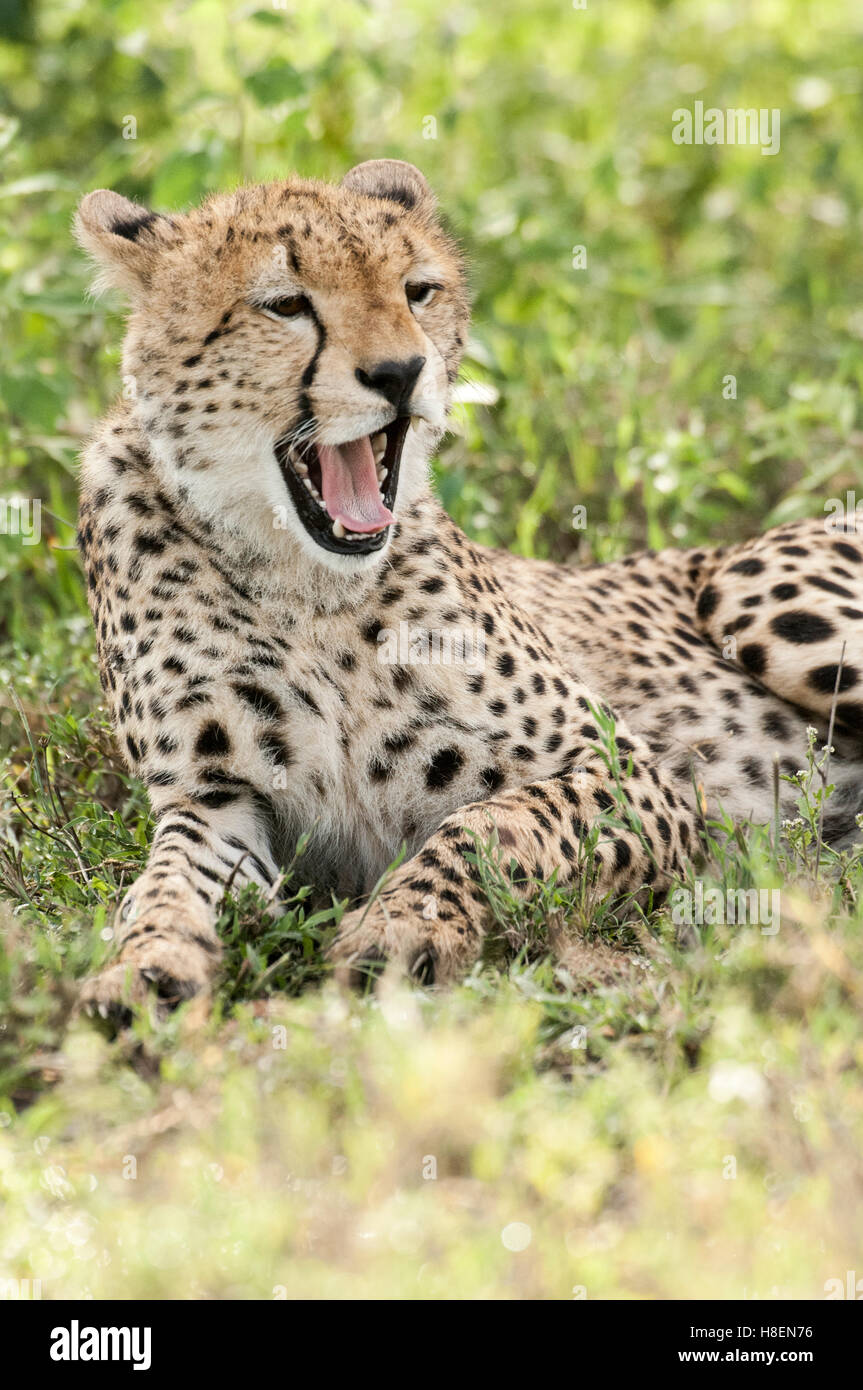 Gepard (Acinonyx Jubatus), Gähnen, Ndutu, Ngorongoro Conservation Area, Tansania Stockfoto