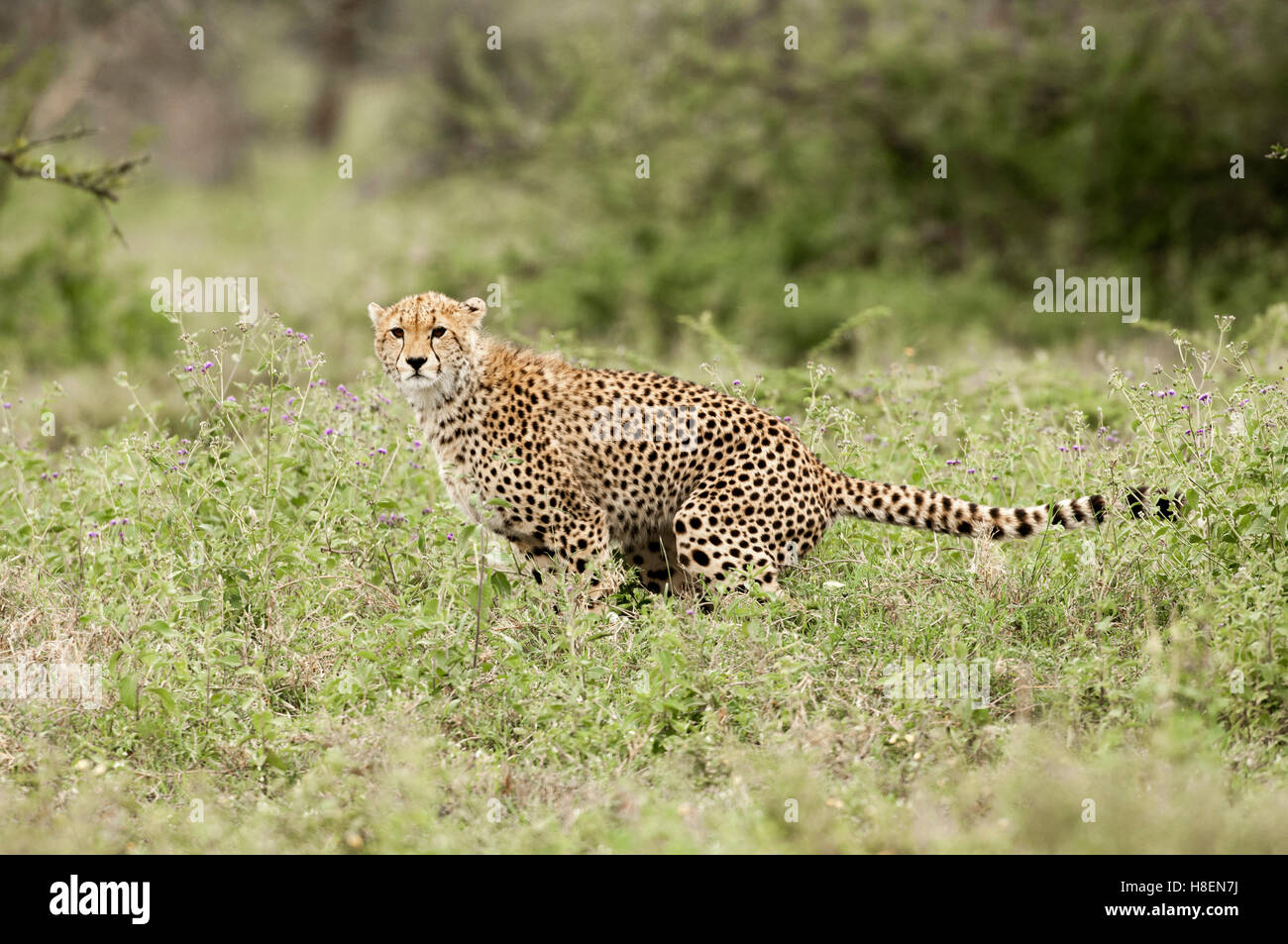 Gepard (Acinonyx Jubatus) Defaecates, Ndutu, Ngorongoro Conservation Area, Tansania Stockfoto