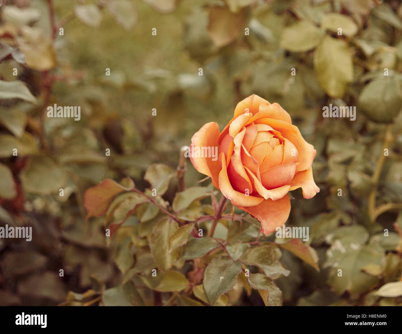 Im Garten Herbst Orange schöne Rosenzucht fallen geringer Sättigung Farben und Exemplar Stockfoto