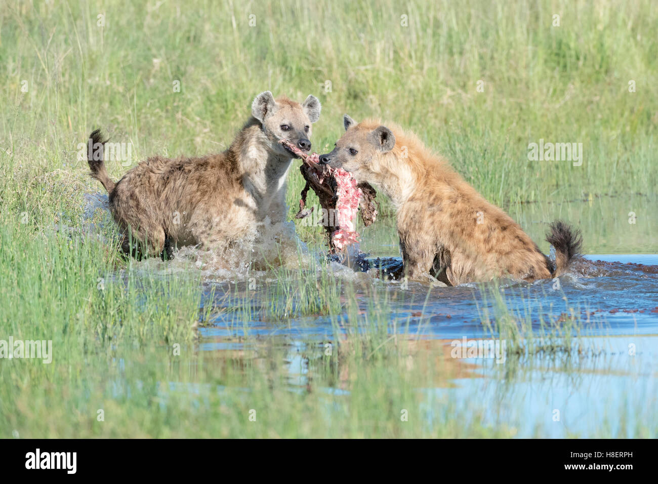 Hyänen (Crocuta Crocuta) entdeckt reserve zwei Erwachsene, kämpfen für Essen in Wasser, Masai Mara national, Kenia Stockfoto