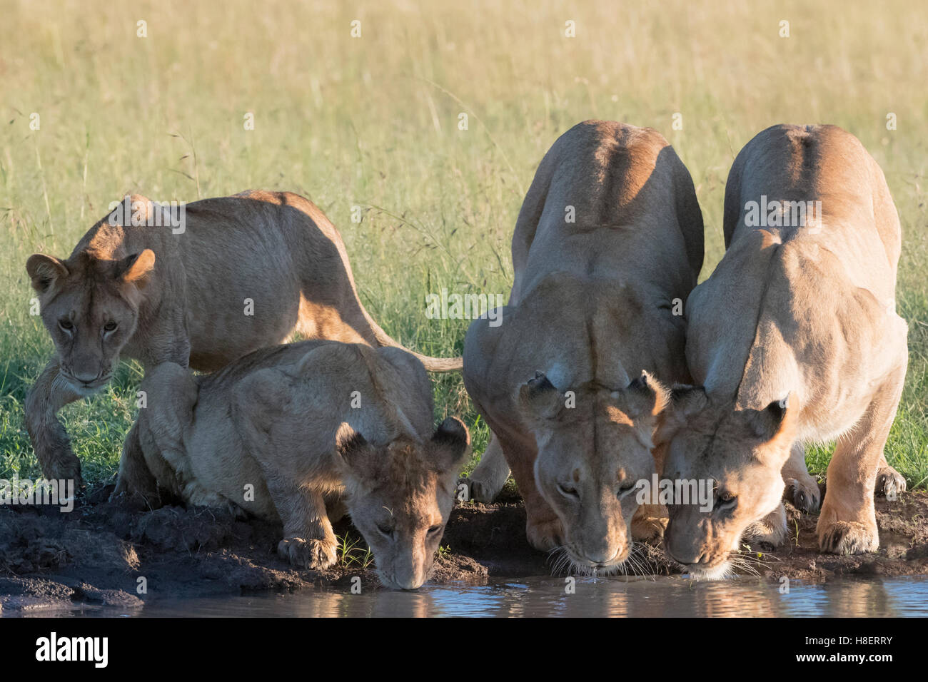 Lionnes (Panthera Leo) mit jungen trinken an einer Wasserstelle in der Masai Mara National Reserve, Kenia Stockfoto