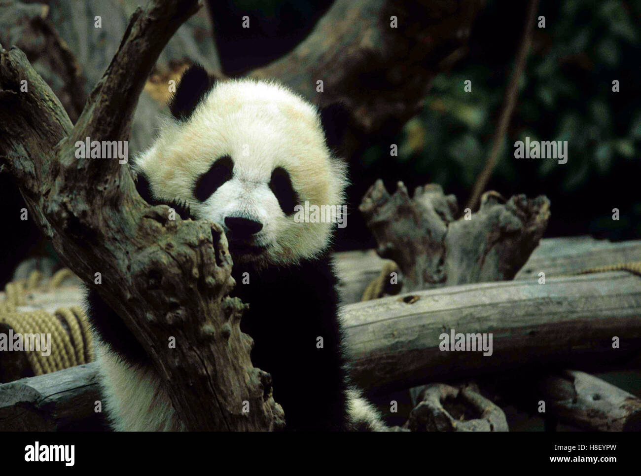 Riesenpanda ailuropoda melanoleuca chengdu panda zucht und ...