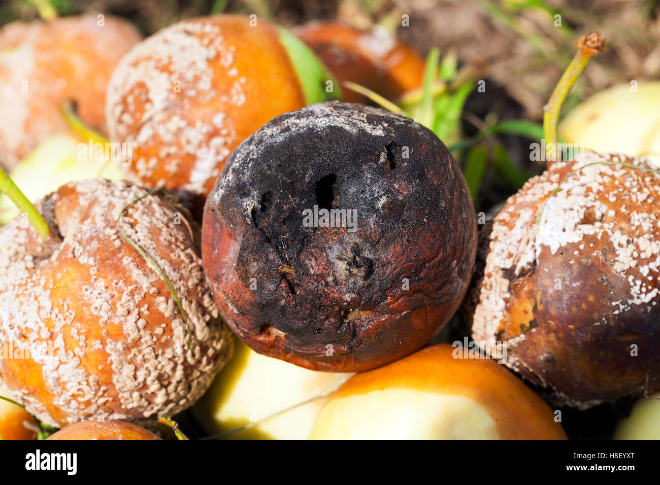 verdorbene Äpfel, close-up Stockfoto