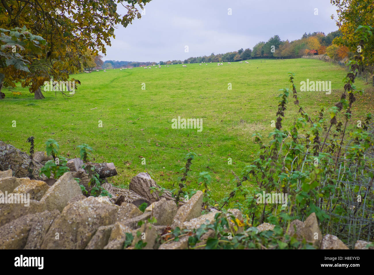 außergewöhnlicher Schönheit der Cotswolds, England im Herbst Stockfoto