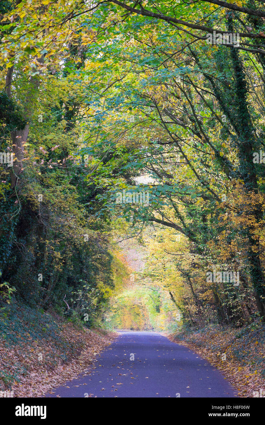 außergewöhnlicher Schönheit der Cotswolds, England im Herbst Stockfoto