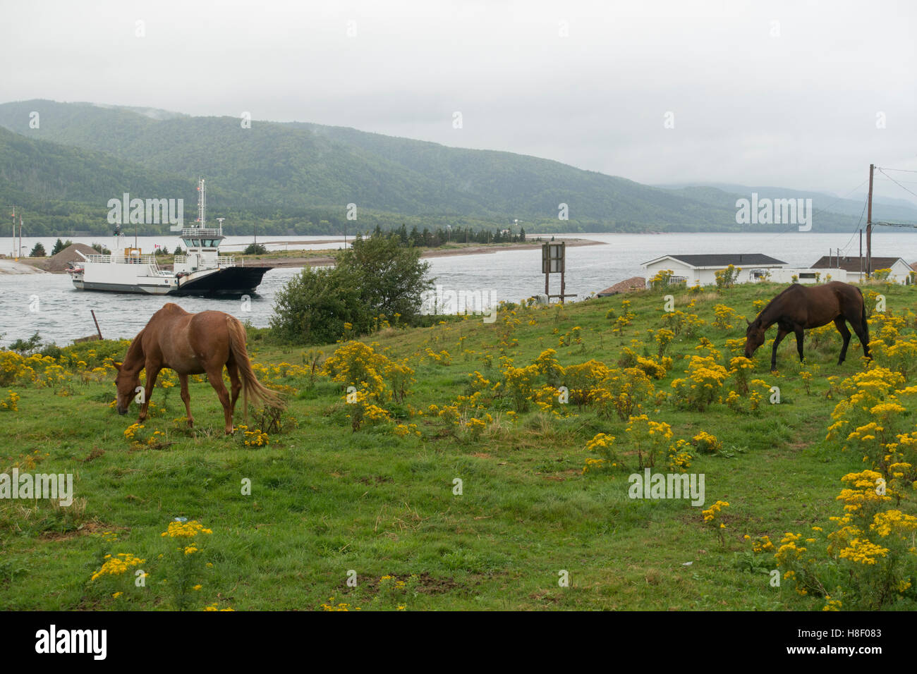 Englishtown Fähre Cape Breton Island Nova Scotia Stockfoto