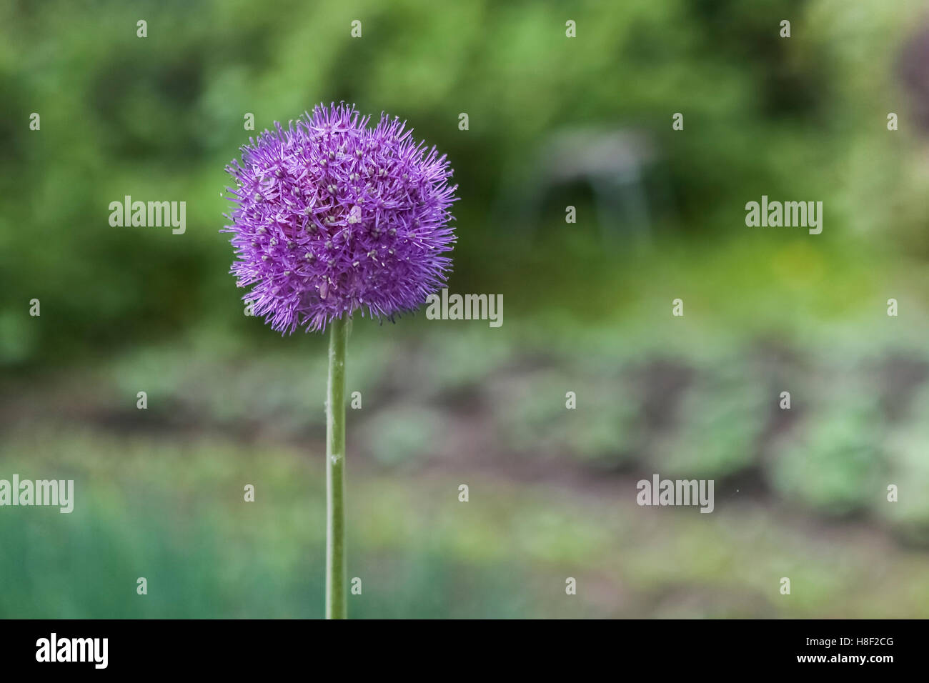 Lauch (Allium Zwiebel) Stockfoto