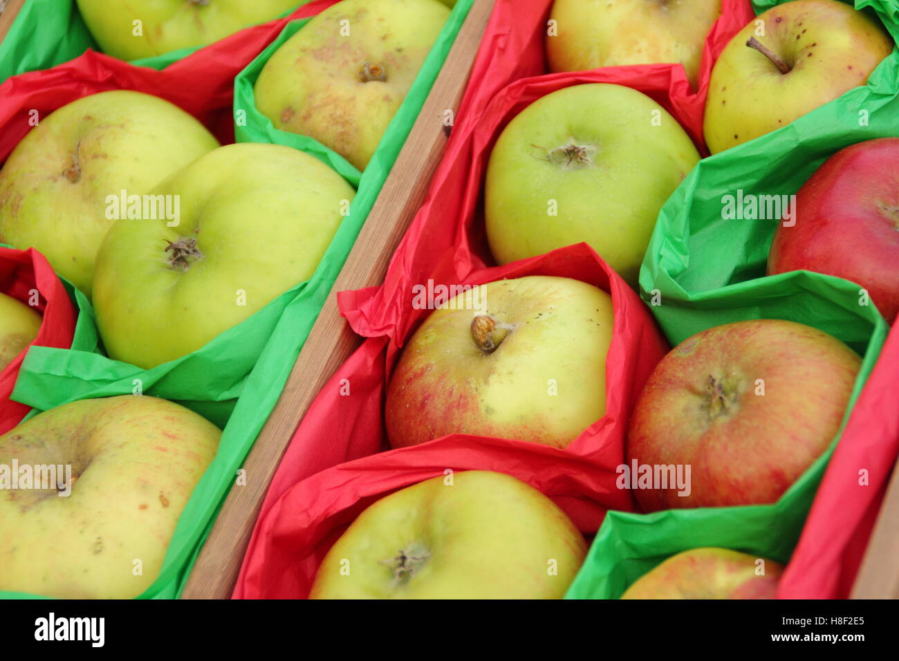 Malus Domestica. Frisch geerntete Äpfel in Papier eingewickelt zu helfen rot während der Lagerung zu verhindern. Großbritannien Stockfoto