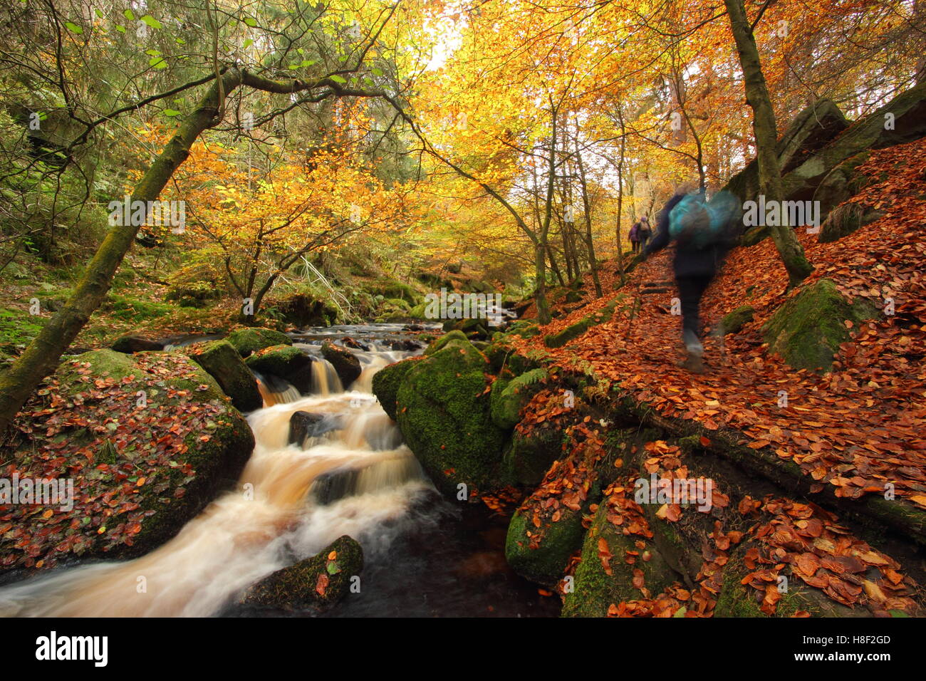 Wanderer auf einem öffentlichen Wanderweg Wyming Bach im Peak District National Park, Sheffield, South Yorkshire England UK - Herbst Stockfoto