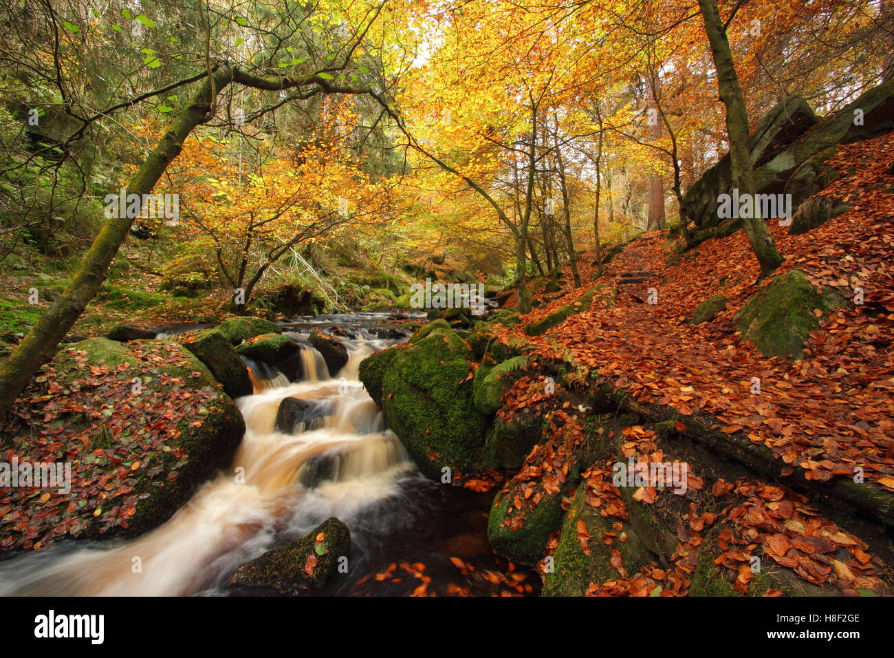 Wyming Brook im Herbst in der Stadt der Peak District National Park, Sheffield, South Yorkshire, nördlichen England UK Stockfoto