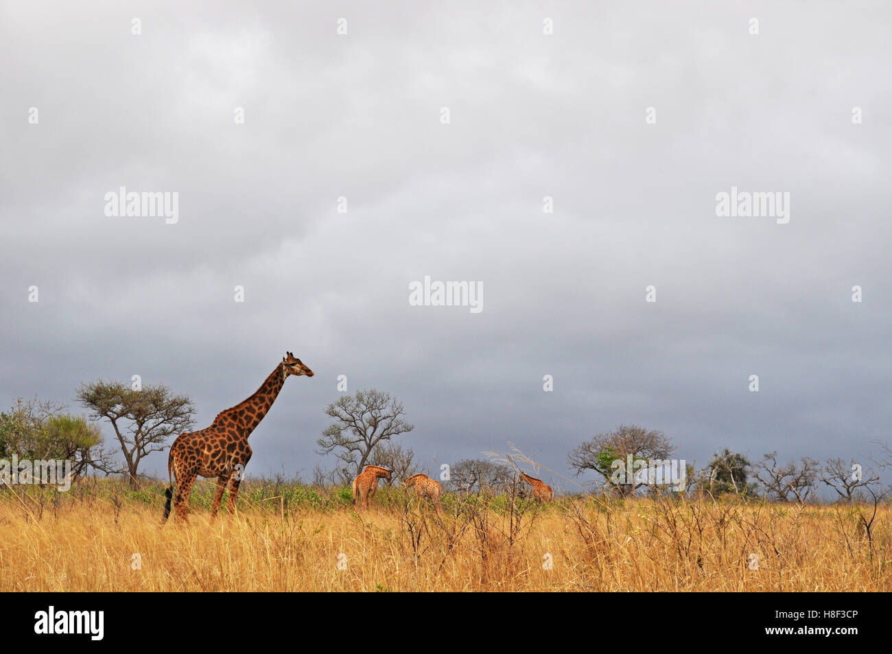 Safari in Südafrika, Savanne: eine Giraffe mit Jungen in Hluhluwe Imfolozi Game Reserve, das älteste Naturschutzgebiet in Afrika seit 1895 Stockfoto