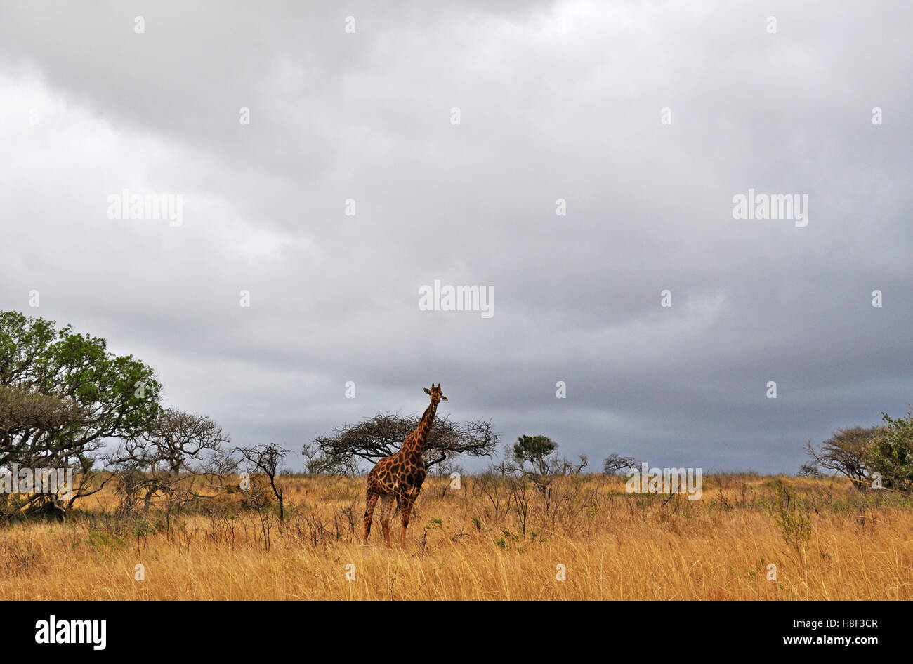 Safari in Südafrika, Savanne: eine Giraffe stehend in Hluhluwe Imfolozi Game Reserve, das älteste Naturschutzgebiet in Afrika seit 1895 Stockfoto