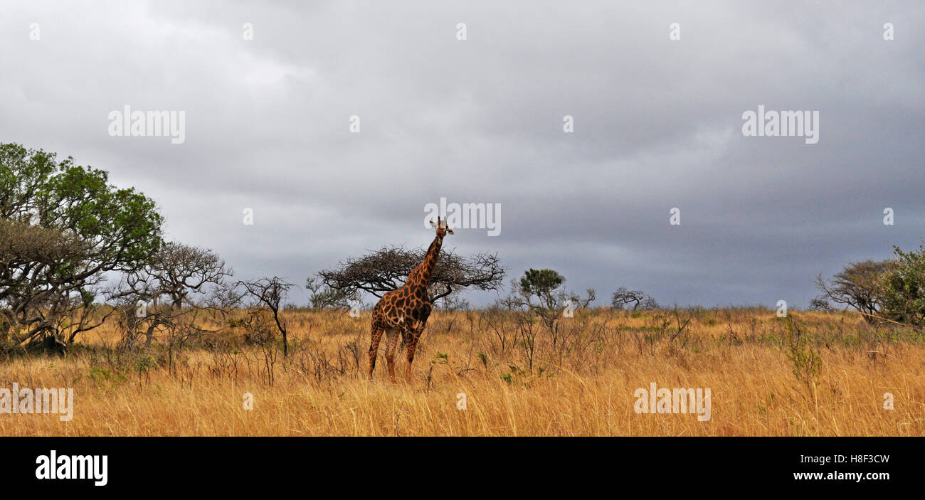 Safari in Südafrika, Savanne: eine Giraffe stehend in Hluhluwe Imfolozi Game Reserve, das älteste Naturschutzgebiet in Afrika seit 1895 Stockfoto