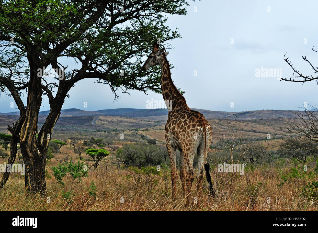 Safari in Südafrika: eine Giraffe füttern in Hluhluwe Imfolozi Game Reserve, das älteste Naturschutzgebiet in Afrika seit 1895 Stockfoto
