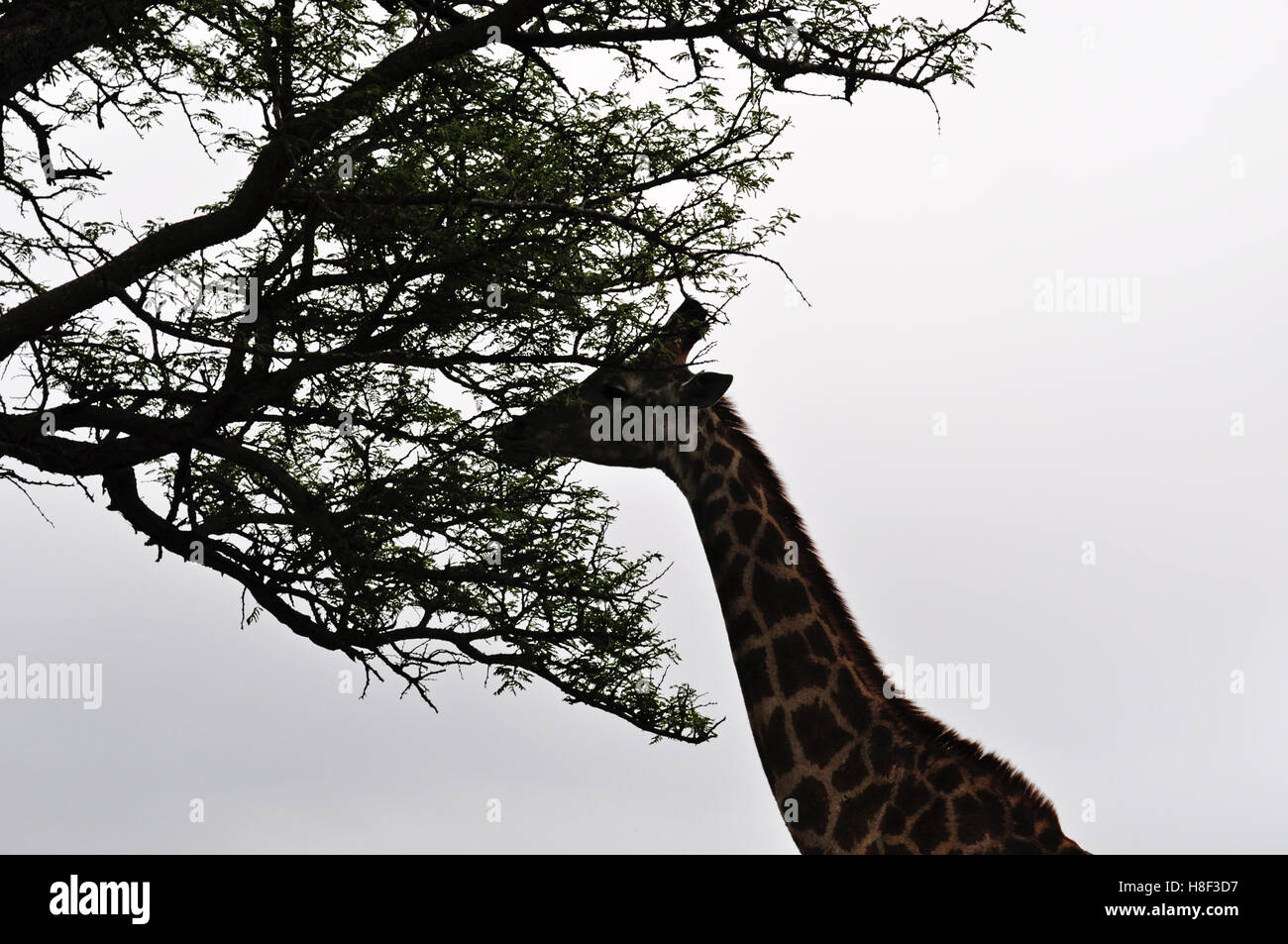 Safari in Südafrika: eine Giraffe füttern in Hluhluwe Imfolozi Game Reserve, das älteste Naturschutzgebiet in Afrika seit 1895 Stockfoto