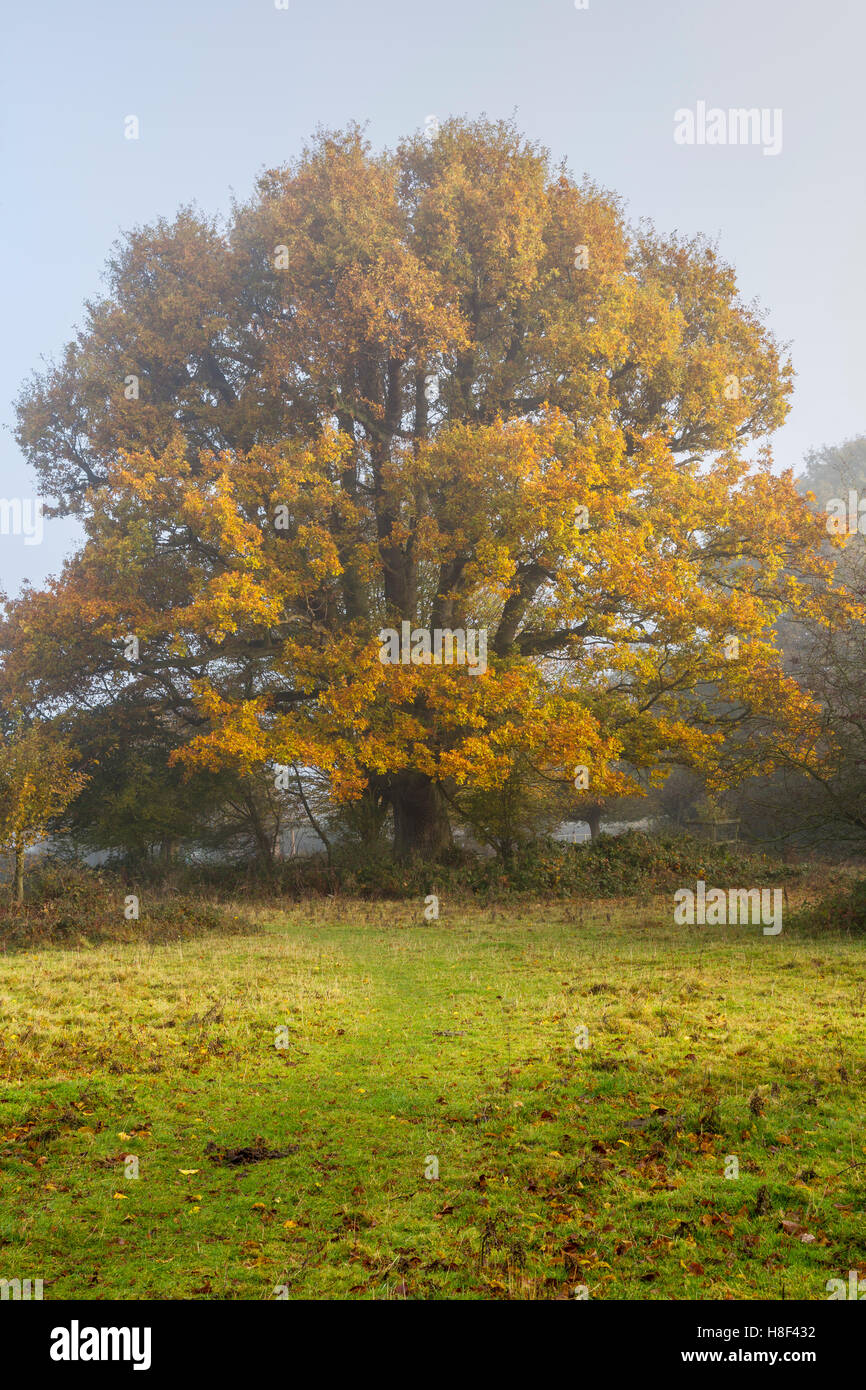 Einzelne Eiche im Herbst Blatt als Nebel löscht Stockfoto