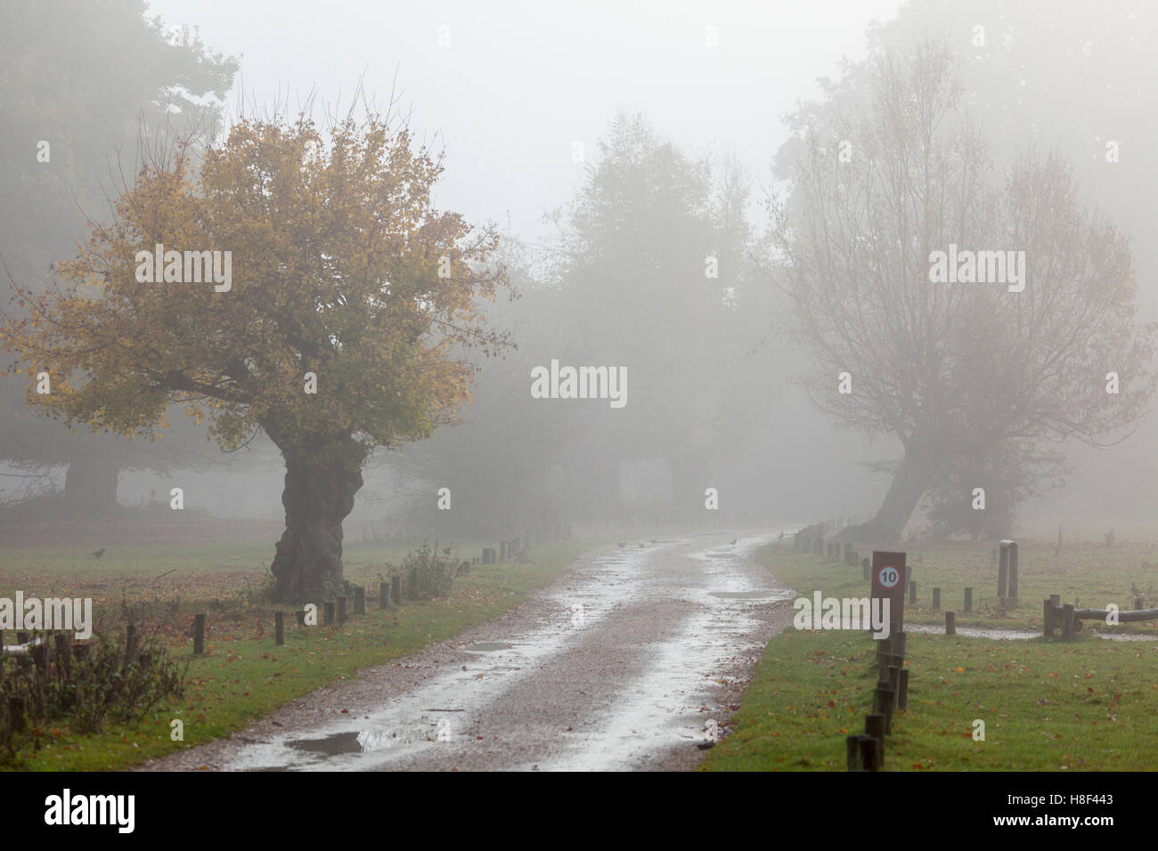 Neblig Lane durch Country Park Stockfoto