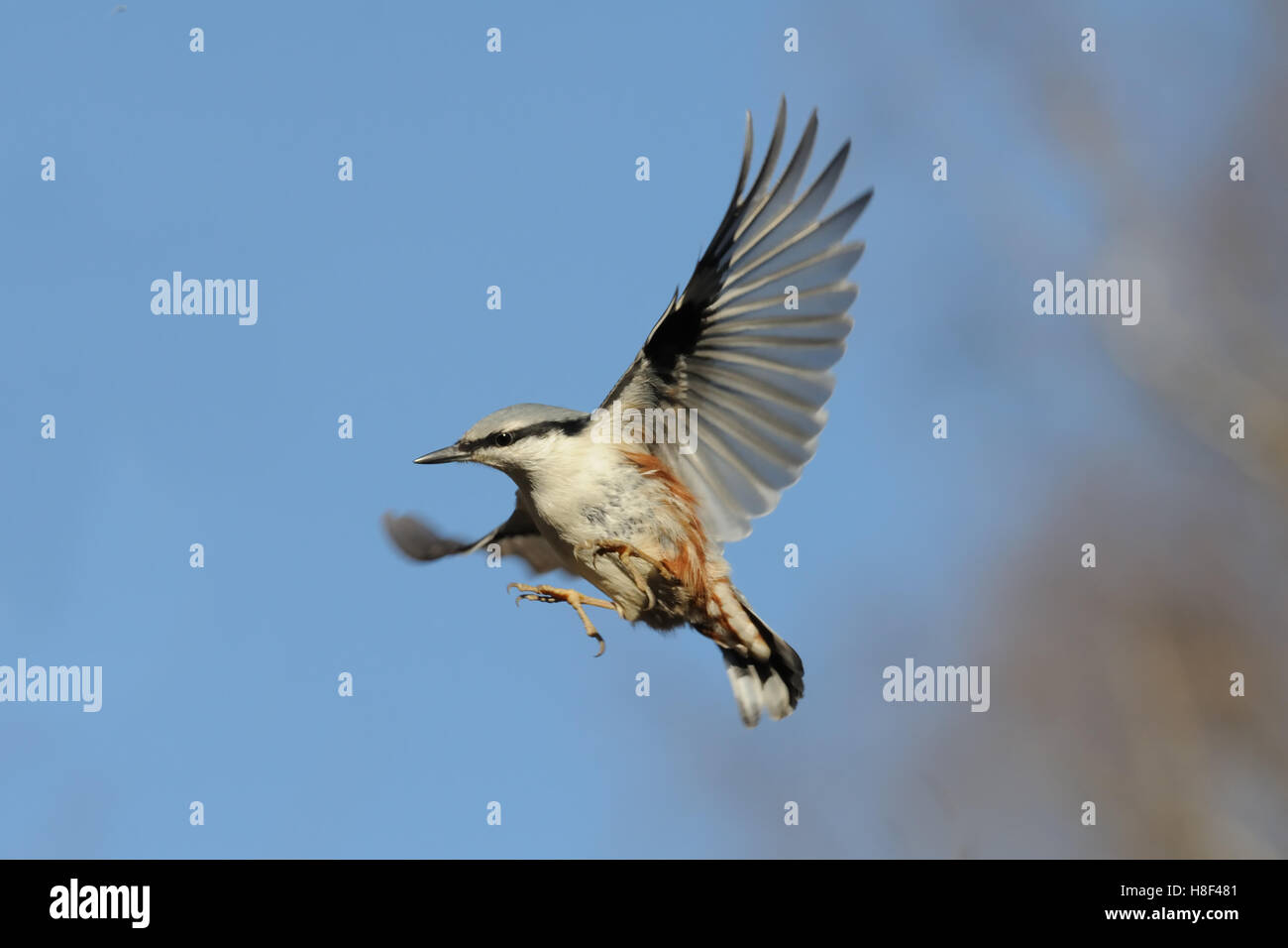 Eurasische Kleiber (Sitta Europaea) im Herbst fliegen. Moscow Region, Russland Stockfoto