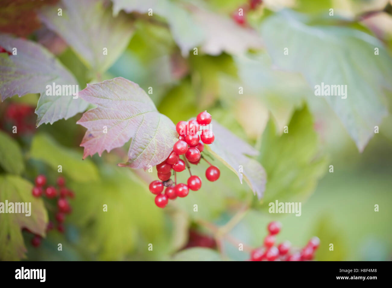 Viburnum Opulus (Guelder Rose), Anzeige von Herbstlaub und unverwechselbaren roten Beeren. Berwick, East Sussex. VEREINIGTES KÖNIGREICH. November. Stockfoto