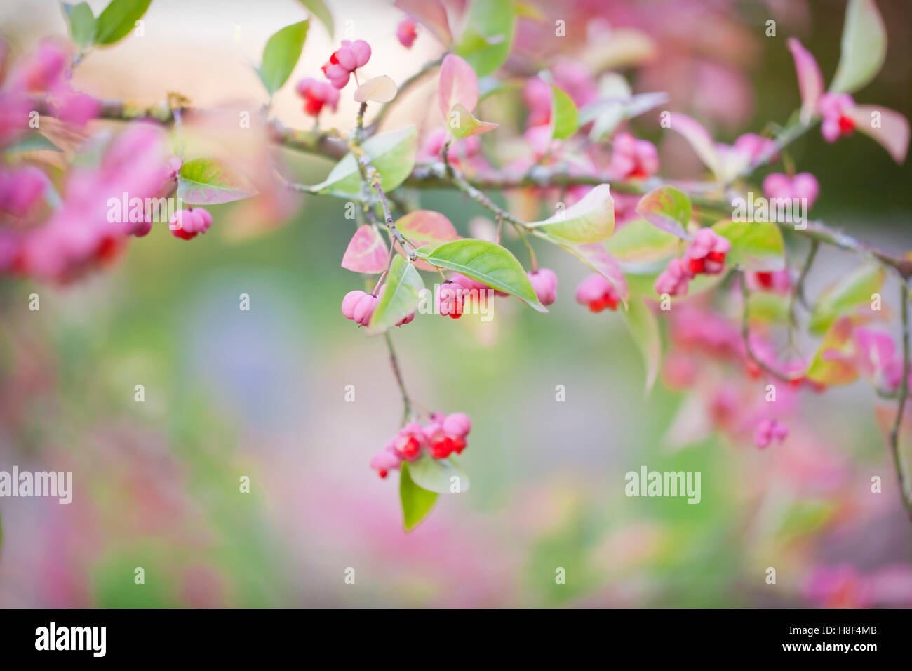 Euonymous Europaeus (Spindel Baum) Fruchtstände in orange und rosa herbstliche Farbenpracht. Berwick, Sussex, Vereinigtes Königreich. Nov. Stockfoto