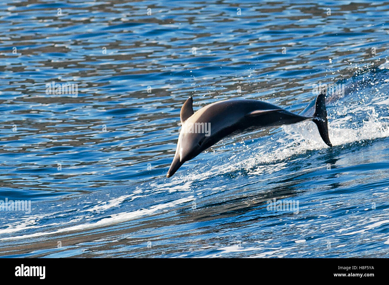 Delphin springen aus dem Wasser Stockfoto