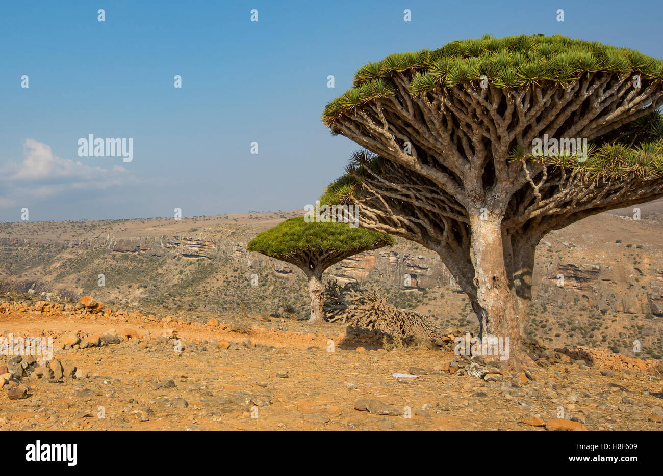 Blut Drachenbaum, Dracaena Cinnabari, auf einer Insel Sokotra  Stockfotografie - Alamy