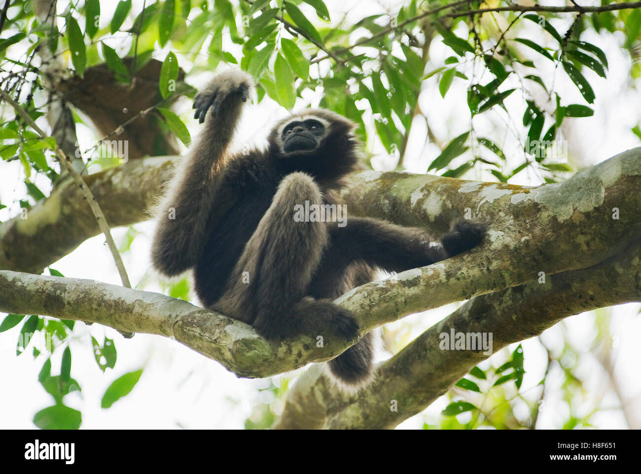 Westlichen Hoolock Gibbon (Hoolock Hoolock) weiblich, Gibbon Wildlife Sanctuary, Assam, Indien vom Aussterben bedrohte Stockfoto