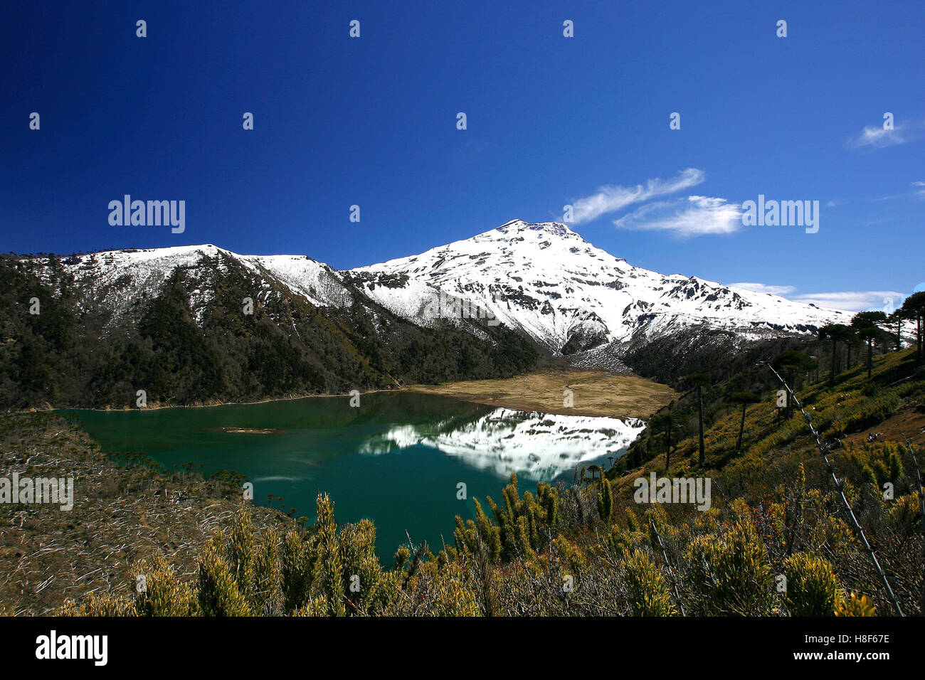 Mit Blick auf den Vulkan Lonquimay und der Laguna Blanca im Süden von Chile Stockfoto