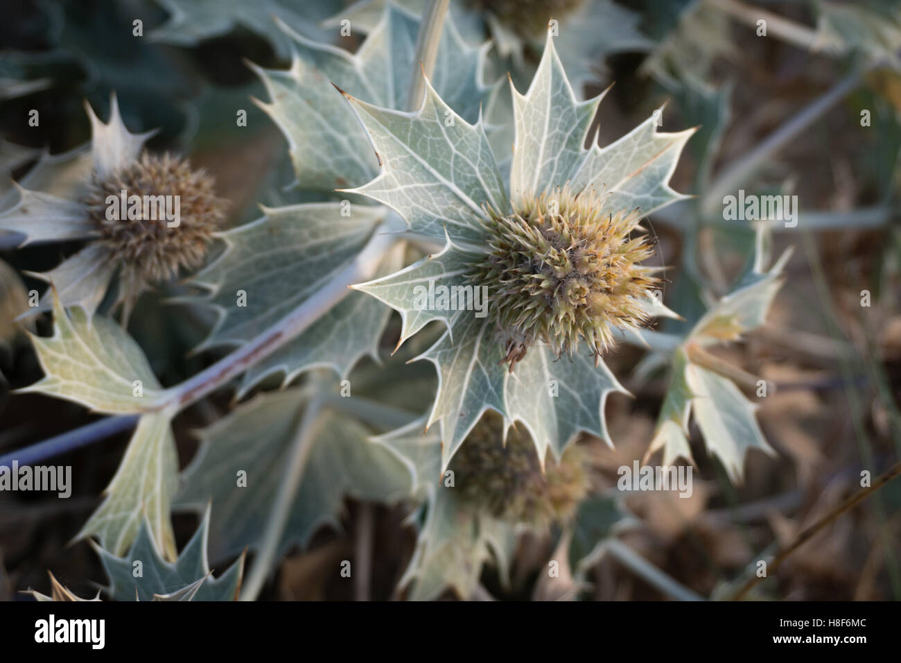 Flowerheads Meer Holly oder Seaside Eryngo (Eryngium Maritimum), eine geschützte wilde Blume in den Dünen, Niederlande Stockfoto