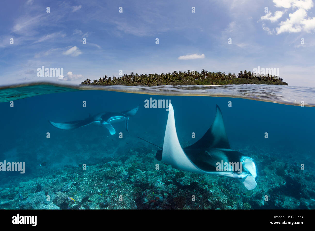 Riff-Mantarochen (Manta Alfredi) über Coral Reef, in der Nähe der Wasseroberfläche und Insel, Indischer Ozean, Malediven Stockfoto