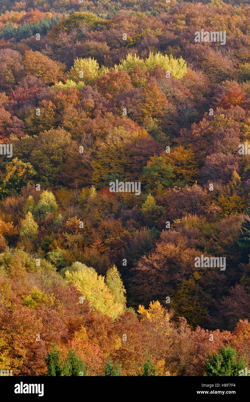 Bäume mit Farben des Herbstes, Falllaub, briedern, Rheinland - Pfalz, Deutschland Stockfoto