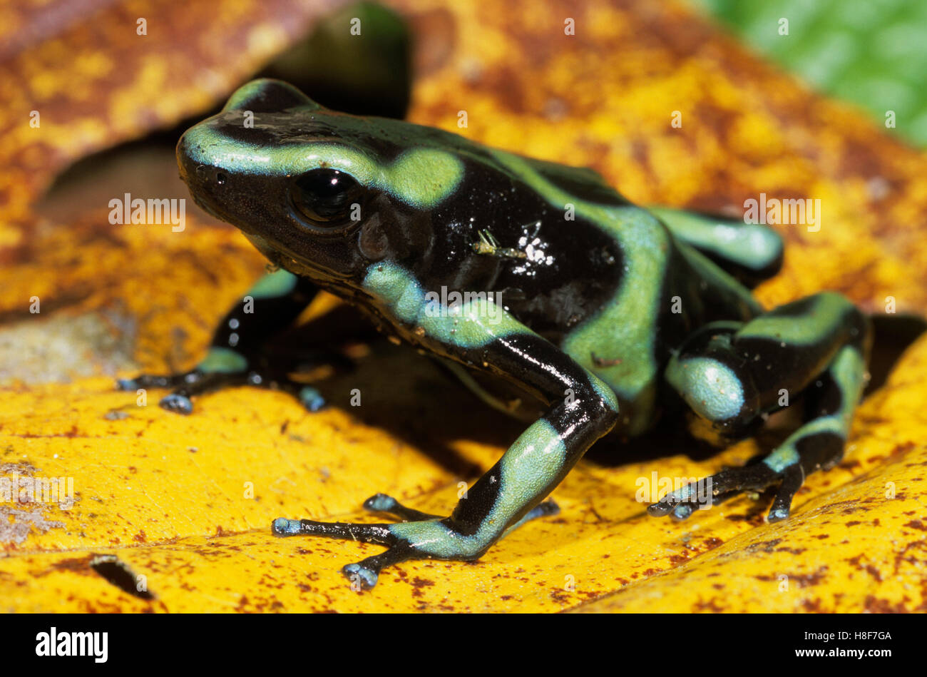 Grüne und schwarze Pfeilgiftfrosch (Dendrobates Auratus), Nicaragua Stockfoto