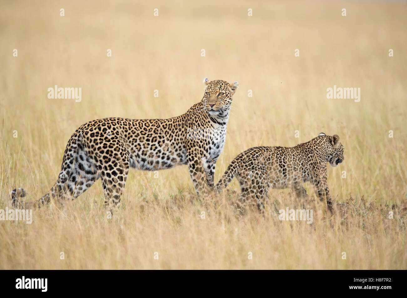 Weibliche Leoparden mit Cub (Panthera Pardus) Savanne hohes Gras, Masai Mara zu bewahren, Kenia Stockfoto