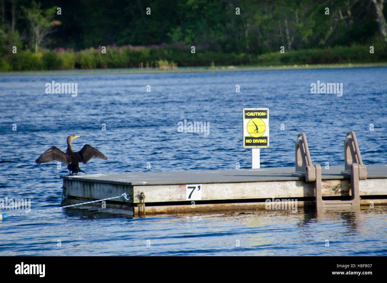 Doppel-crested Kormoran am dock mit Flügel ausgestreckt auf einem Dock in ein Schwimmbereich im See. Stockfoto