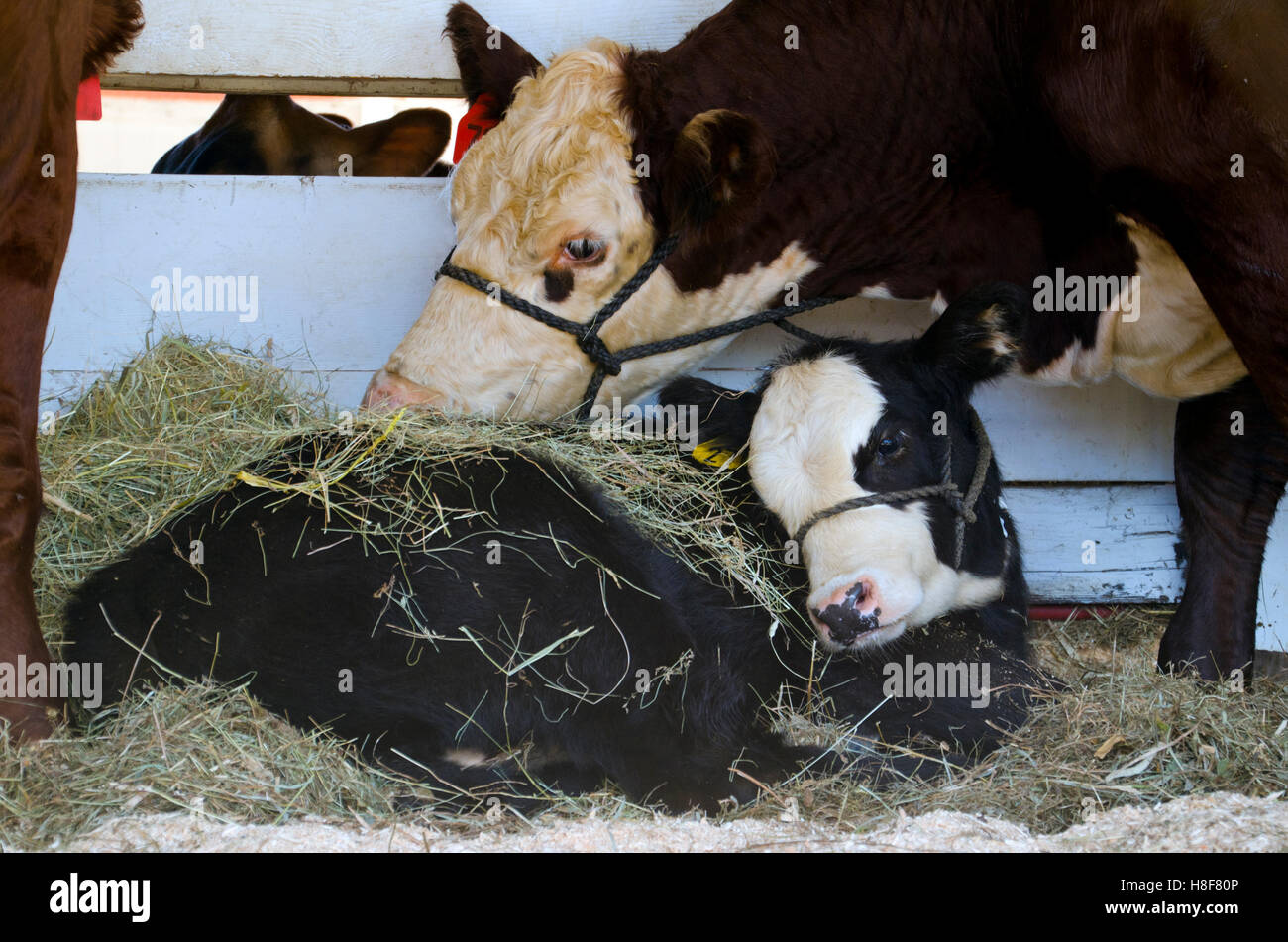 Kalb mit Mutterkuh im County Fair, Maine, USA Stockfoto