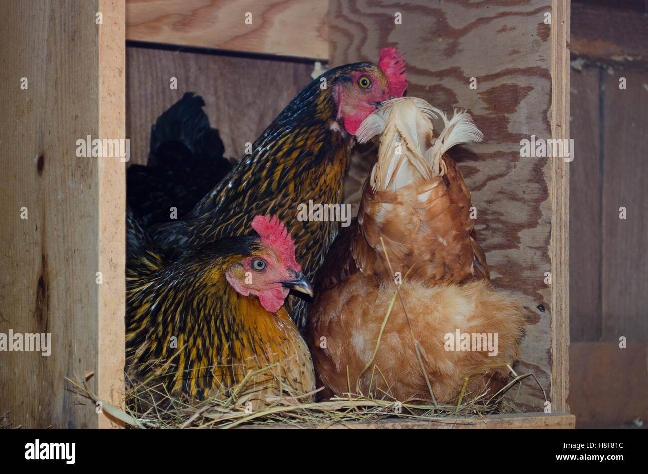drei Hühner auf einem Feld im Wettbewerb für ein Nest, Maine, USA Stockfoto