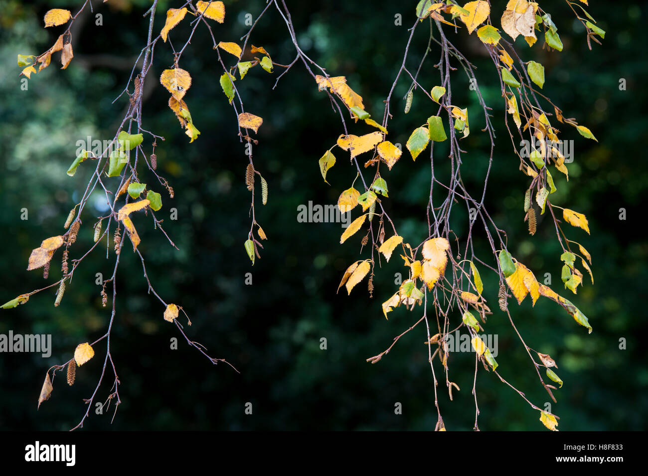 Betula utilis jacquemontii. Herbst Blätter auf einem West Himalaya Birke Stockfoto