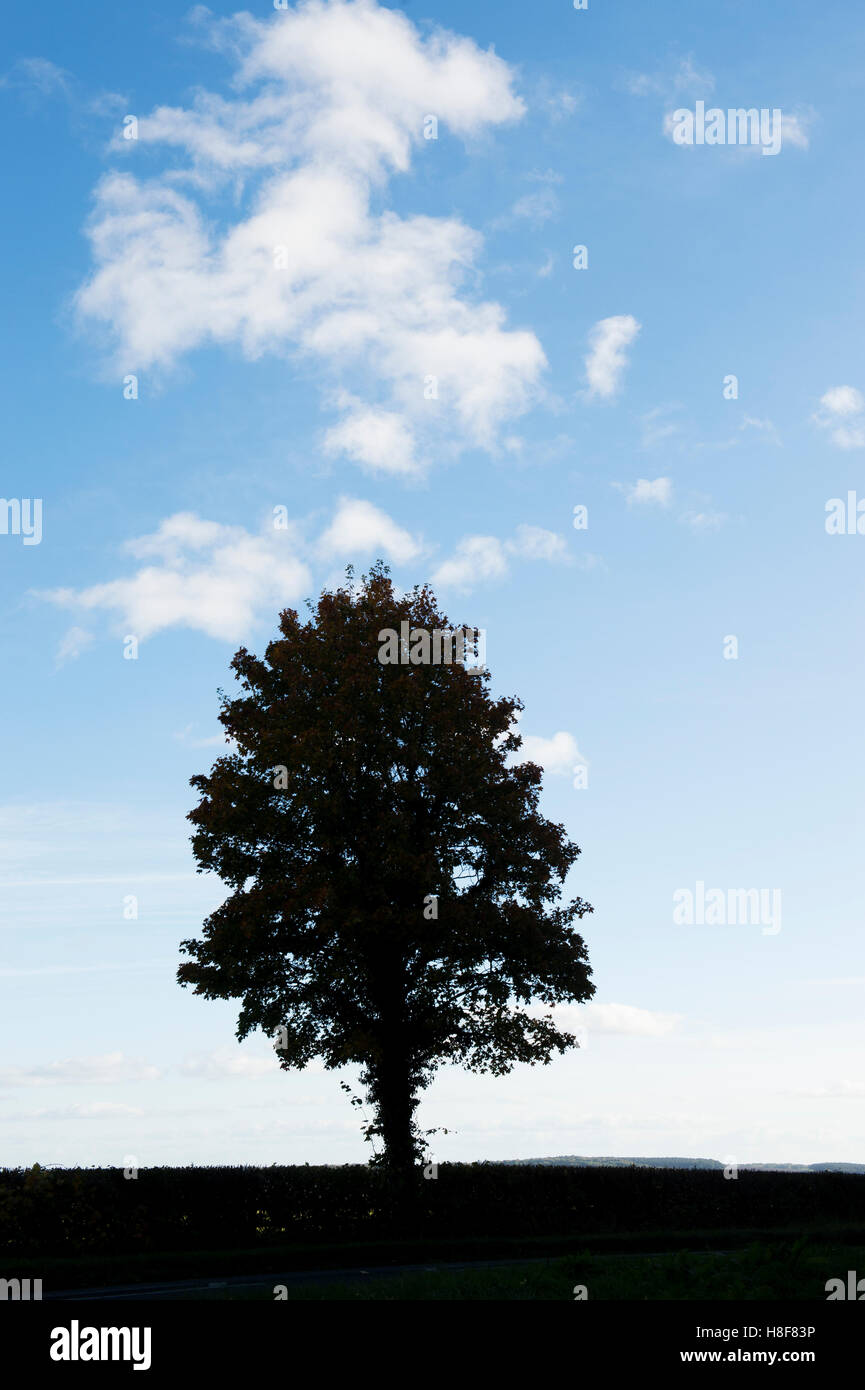 Silhouette Baum vor einem blauen bewölkten Himmel. UK Stockfoto