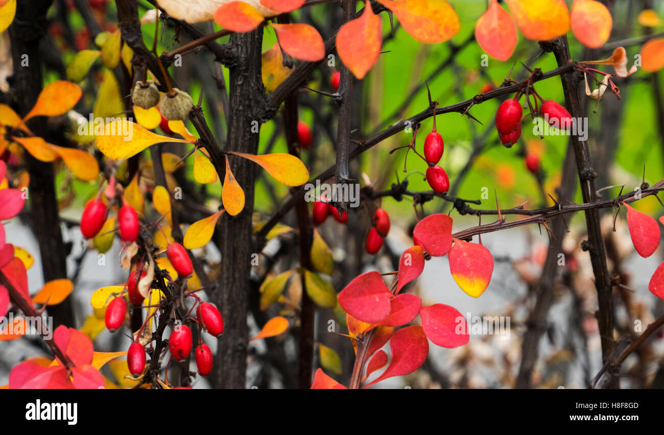 Cornus Mas (Kornelkirsche Kirsche, Europäische Kornelkirsche oder Cornelian Cherry Hartriegel) im Herbst Stockfoto