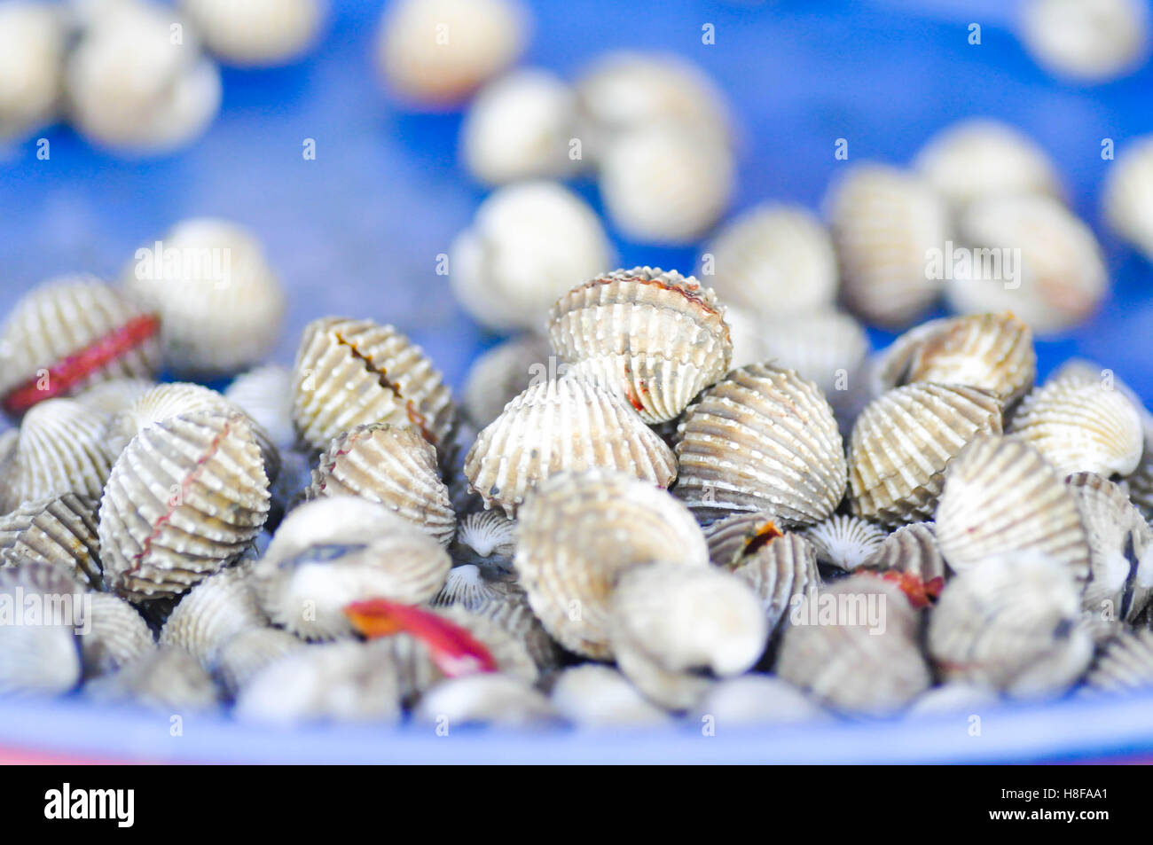 Arche-Shell auf den Markt Stockfoto