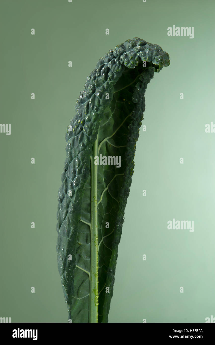 Isolierte Foto eines schwarzen Kale Blattes auf einem grünen Studio-Hintergrund mit kleinen Wassertropfen. Platz für Kopie Stockfoto