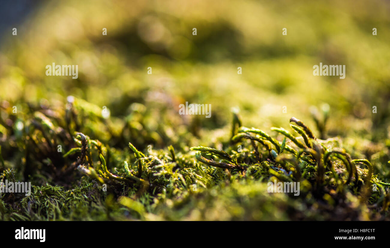 Moos auf dem natürlichen Holz im Wald, Stockfoto