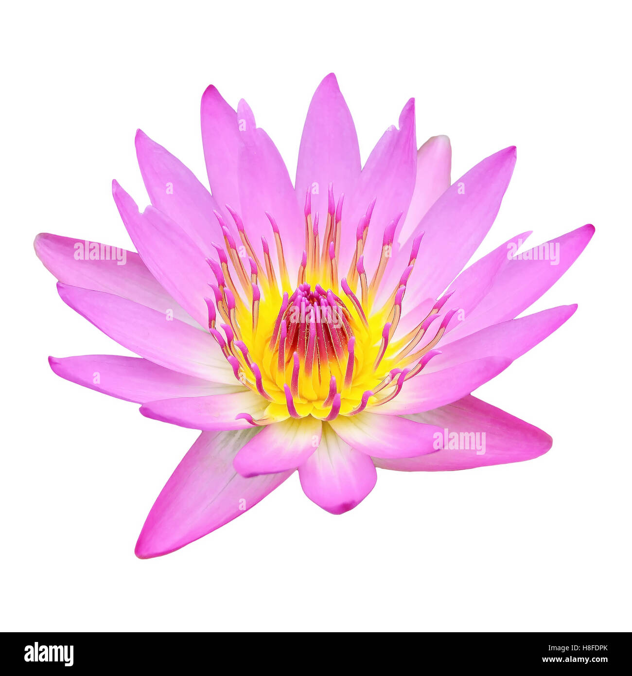 Geschlossen bis Pink Lotus isoliert auf weißem Hintergrund Stockfoto