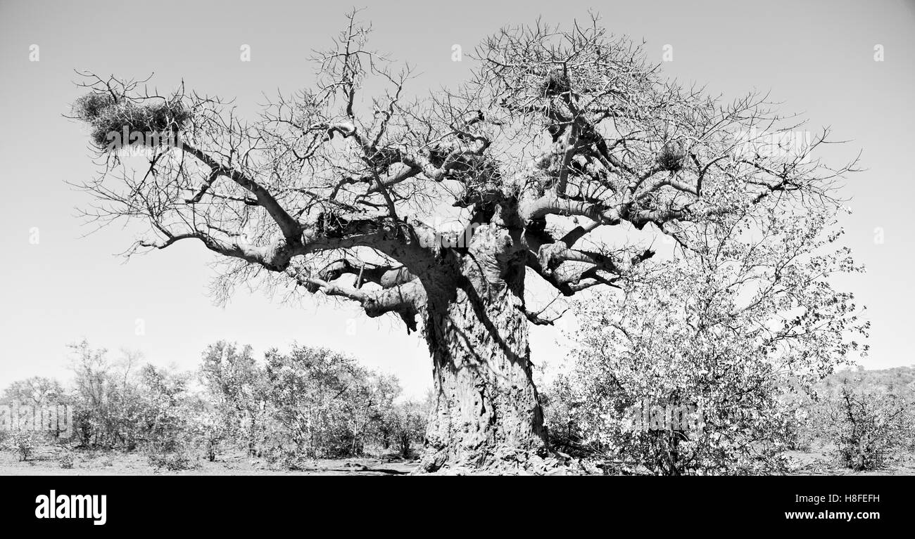 Bewegungsunschärfe in Südafrika felsige Straße und Baobab in der Nähe von den Busch und Naturpark Stockfoto