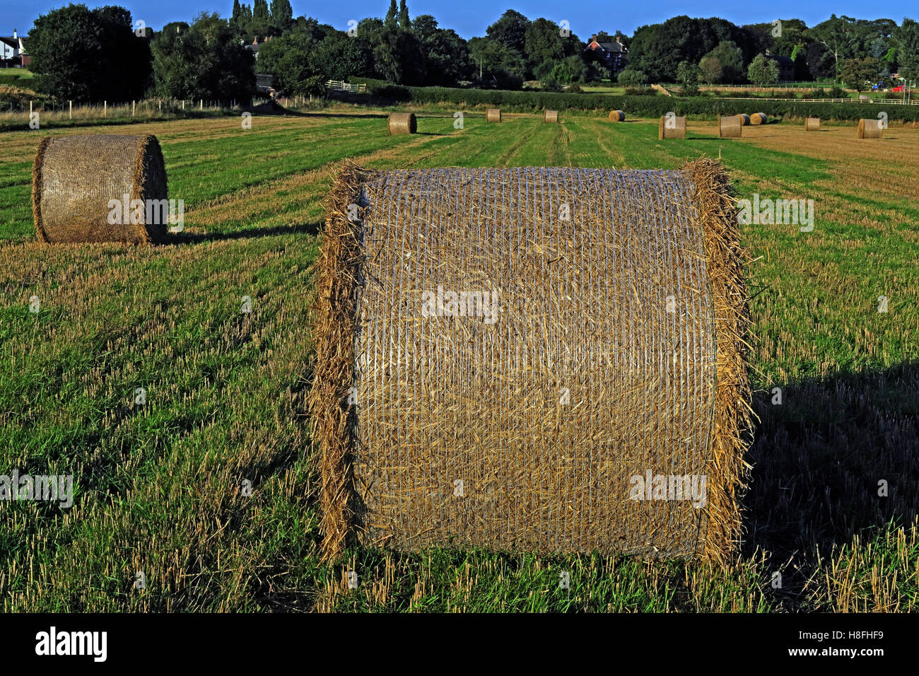 Heuballen Sie Spätsommer in einem Feld, Moore, Warrington, Cheshire, England, UK Stockfoto
