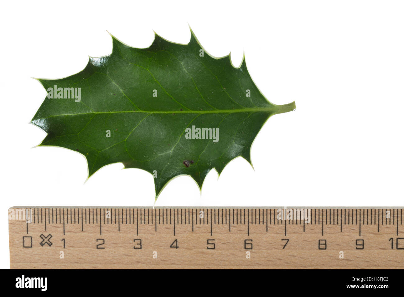 Gewöhnliche Stechpalme, Europäische Stechpalme, Stech-Palme, Stechpalme, Hülse, Ilex Aquifolium, gemeinsame Holly, englische Holly, Eu Stockfoto