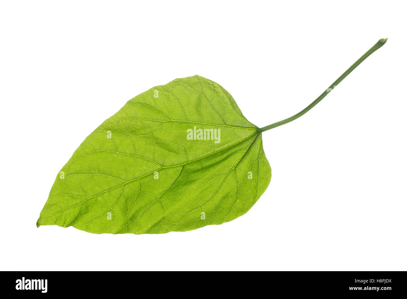 Gewöhnlicher Trompetenbaum, Catalpa Bignonioides, südlichen Catalpa, Cigartree, Indian-Bohne-Baum, Arbre Aux Haricots, Catalpa Bou Stockfoto