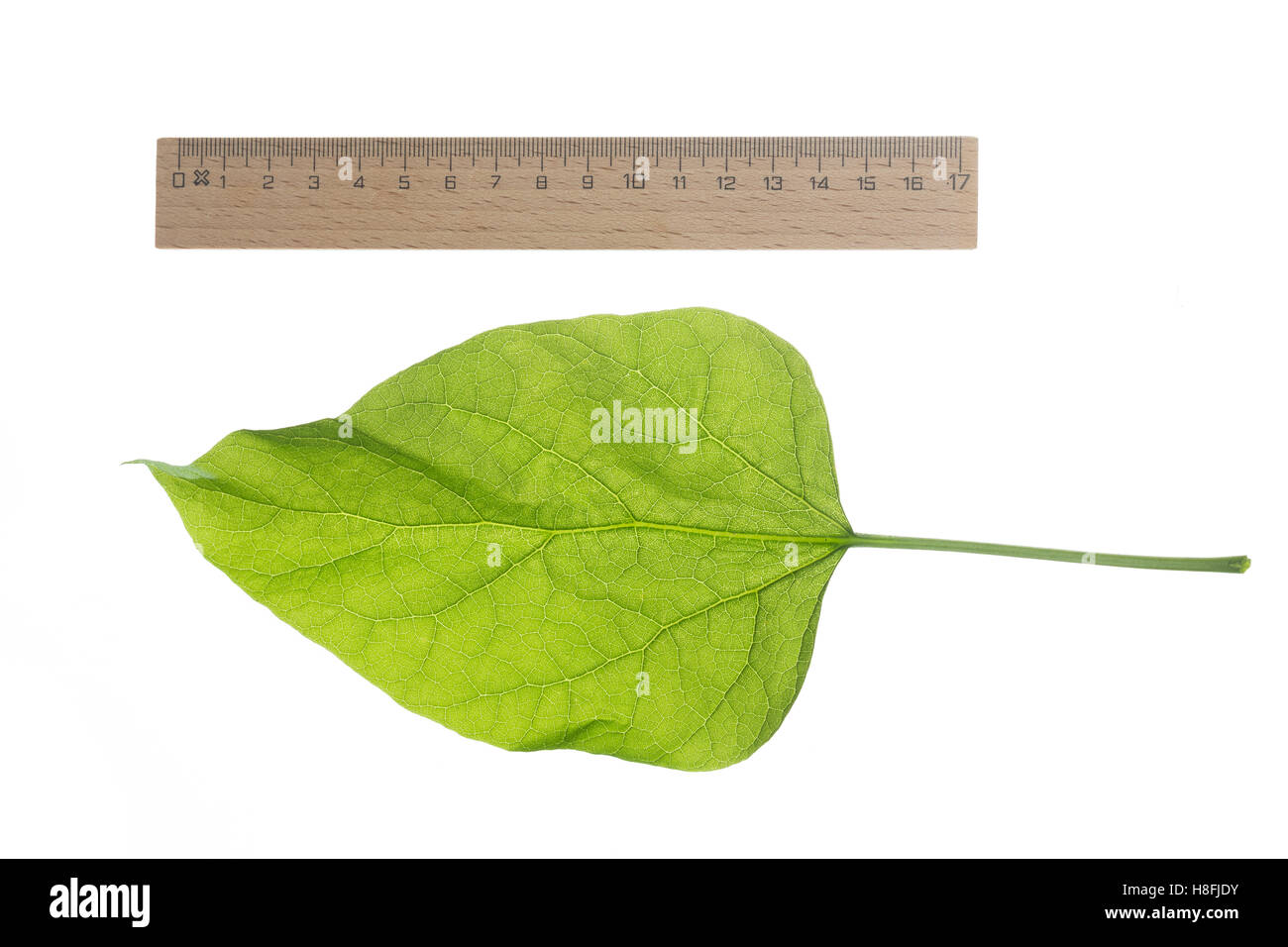 Gewöhnlicher Trompetenbaum, Catalpa Bignonioides, südlichen Catalpa, Cigartree, Indian-Bohne-Baum, Arbre Aux Haricots, Catalpa Bou Stockfoto